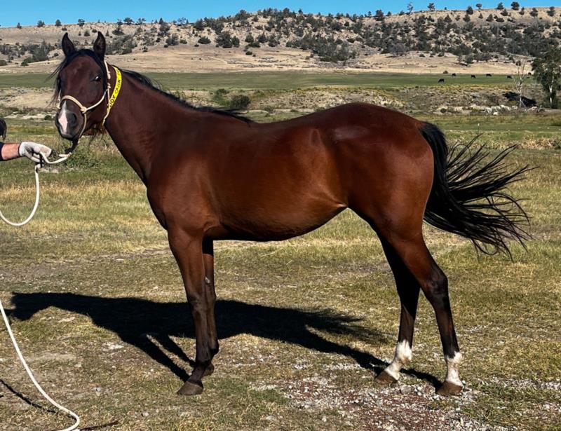 DOX CAJUN PAL