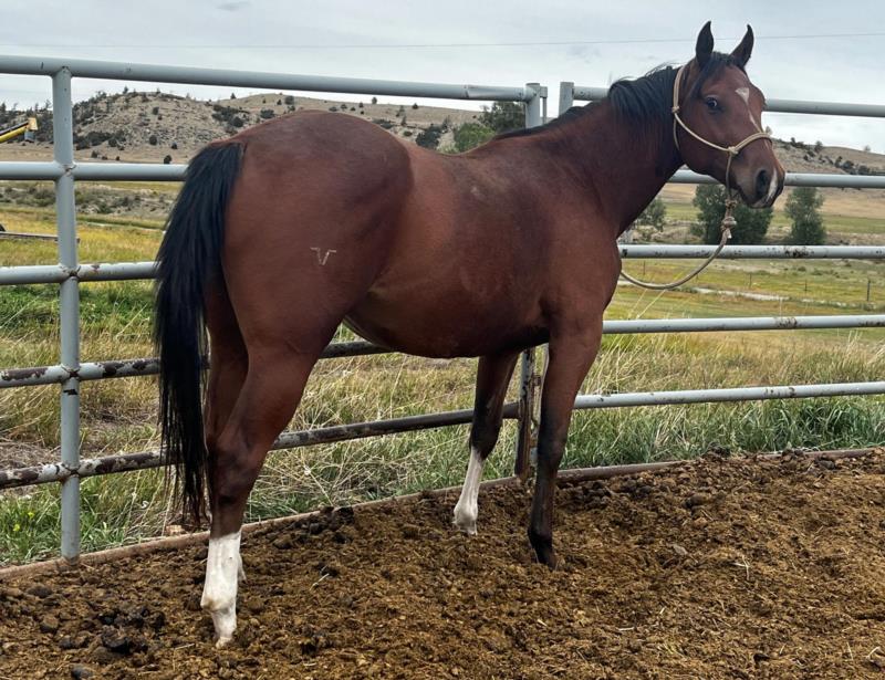 ROYAL SILVER CAJUN